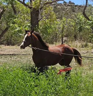 Starlights Foxieflit, 1 Year Old Chestnut Quarter Horse Filly for Sale in Springerville, AZ