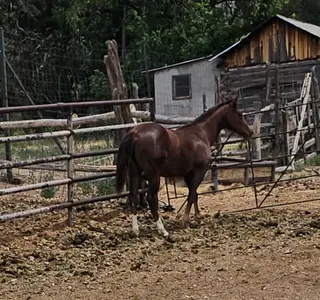 Starlights Foxieflit, 1 Year Old Chestnut Quarter Horse Filly for Sale in Springerville, AZ, photo 2 of 2