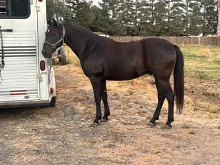 Capote, 9 Year Old Black Grade Americano (Lusitano X Quarter Horse) Gelding for Sale in CA, photo 2 of 2