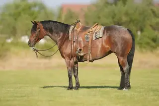 Metallic Cat Call (Fancy), 5 Year Old Bay Quarter Horse Mare for Sale