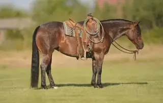 Metallic Cat Call (Fancy), 5 Year Old Bay Quarter Horse Mare for Sale, photo 2 of 5