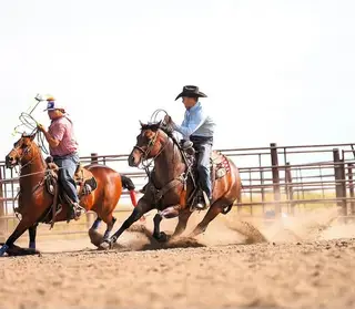 Metallic Cat Call (Fancy), 5 Year Old Bay Quarter Horse Mare for Sale, photo 3 of 5