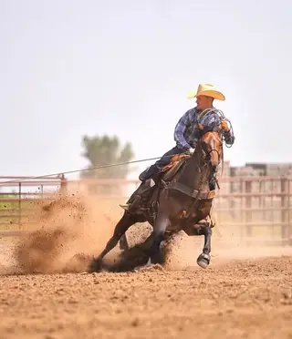 Metallic Cat Call (Fancy), 5 Year Old Bay Quarter Horse Mare for Sale, photo 4 of 5