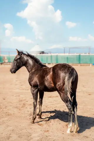 Filly by A Vintage Smoke