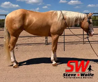 Mare by Colonels Shining Gun, 4 Year Old Palomino Quarter Horse Mare for Sale in Scottsdale, AZ