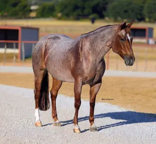 Merada Boonshine, 10 Year Old Red Roan Quarter Horse Mare for Sale in Perrin, TX