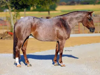 Merada Boonshine, 10 Year Old Red Roan Quarter Horse Mare for Sale in Perrin, TX, photo 3 of 3