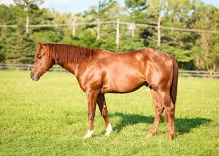 Smokin Babo (Gump), 2 Year Old Sorrel Quarter Horse Colt for Sale in IL