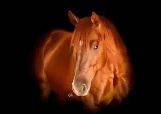 Smokin Babo (Gump), 2 Year Old Sorrel Quarter Horse Colt for Sale in IL, photo 2 of 4