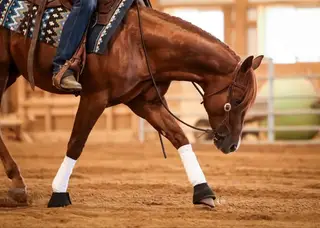 Smokin Babo (Gump), 2 Year Old Sorrel Quarter Horse Colt for Sale in IL, photo 3 of 4
