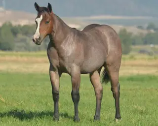 Kila Pride and Joyy, Foal Bay Roan Quarter Horse Filly for Sale in Beaver, UT