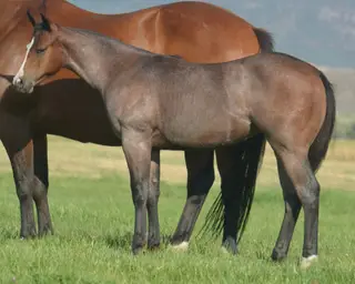 Kila Pride and Joyy, Foal Bay Roan Quarter Horse Filly for Sale in Beaver, UT, photo 2 of 5