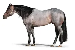Kila Pride and Joyy, Foal Bay Roan Quarter Horse Filly for Sale in Beaver, UT, photo 3 of 5