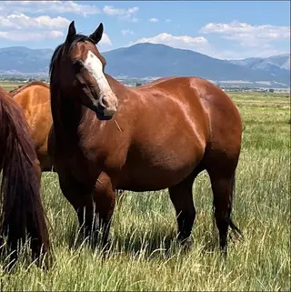 Kila Pride and Joyy, Foal Bay Roan Quarter Horse Filly for Sale in Beaver, UT, photo 5 of 5