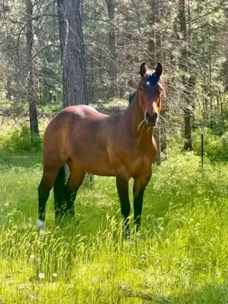Misters Missin Cash (Orion), 7 Year Old Bay Quarter Horse Gelding for Sale in Post Falls, ID