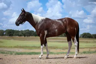 LBK Smoke N Mirrors (Mikey), 3 Year Old Sorrel Paint Gelding for Sale in De Leon, TX