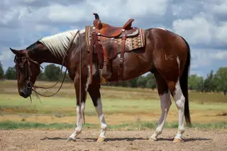 LBK Smoke N Mirrors (Mikey), 3 Year Old Sorrel Paint Gelding for Sale in De Leon, TX, photo 2 of 5