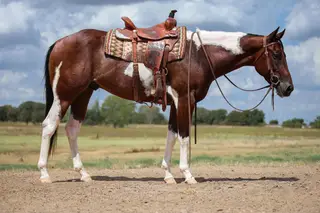 LBK Smoke N Mirrors (Mikey), 3 Year Old Sorrel Paint Gelding for Sale in De Leon, TX, photo 5 of 5