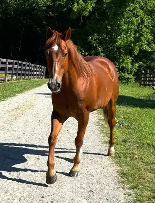 Hank