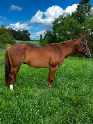 Hank, 21 Year Old Chestnut Quarter Horse Gelding for Sale in Ashland, VA, photo 3 of 5