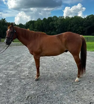 Hank, 21 Year Old Chestnut Quarter Horse Gelding for Sale in Ashland, VA, photo 4 of 5