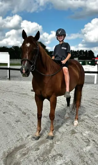 Hank, 21 Year Old Chestnut Quarter Horse Gelding for Sale in Ashland, VA, photo 5 of 5