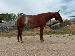 Fridalena, 2 Year Old Sorrel Quarter Horse Mare for Sale in Longmont, CO, photo 2 of 5