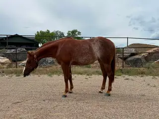 Fridalena, 2 Year Old Sorrel Quarter Horse Mare for Sale in Longmont, CO, photo 3 of 5