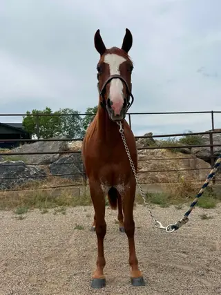 Fridalena, 2 Year Old Sorrel Quarter Horse Mare for Sale in Longmont, CO, photo 4 of 5