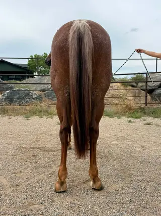 Fridalena, 2 Year Old Sorrel Quarter Horse Mare for Sale in Longmont, CO, photo 5 of 5