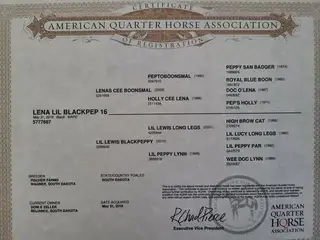 Lena Lil Blackpep 16 (Lilly), 10 Year Old Black Quarter Horse Mare for Sale in Reliance, SD, photo 3 of 3