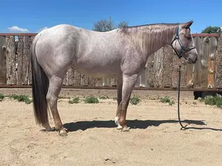 Doryllena, 4 Year Old Red Roan Quarter Horse Mare for Sale in Golden, CO