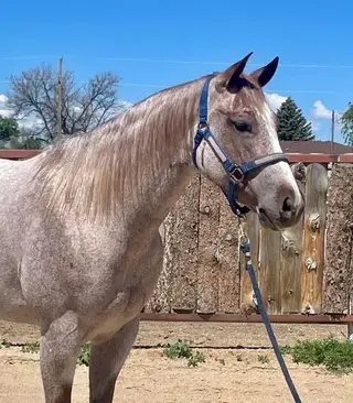 Doryllena, 4 Year Old Red Roan Quarter Horse Mare for Sale in Golden, CO, photo 3 of 3