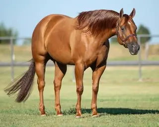 Smart Whiz Jewels, 9 Year Old Chestnut Quarter Horse Mare for Sale in Purcell, OK, photo 2 of 4