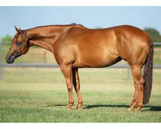 Smart Whiz Jewels, 9 Year Old Chestnut Quarter Horse Mare for Sale in Purcell, OK, photo 3 of 4
