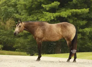 Cadillac, Buckskin Quarter Horse Gelding for Sale in OH