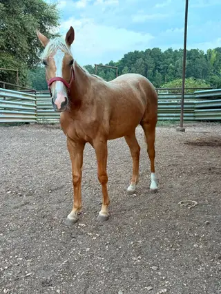 DGJ Buttercup, 1 Year Old Palomino Quarter Horse Filly for Sale in Centreville, MS
