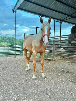 DGJ Buttercup, 1 Year Old Palomino Quarter Horse Filly for Sale in Centreville, MS, photo 3 of 3