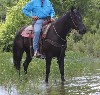 Maverick, 5 Year Old Black Quarter Horse Gelding for Sale in Ingram, TX