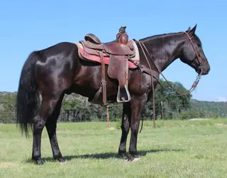 Maverick, 5 Year Old Black Quarter Horse Gelding for Sale in Ingram, TX, photo 2 of 5