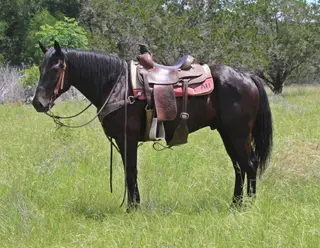 Maverick, 5 Year Old Black Quarter Horse Gelding for Sale in Ingram, TX, photo 3 of 5