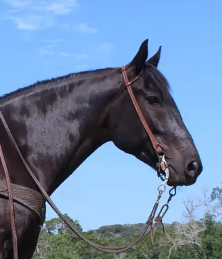 Maverick, 5 Year Old Black Quarter Horse Gelding for Sale in Ingram, TX, photo 4 of 5