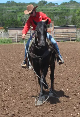 Maverick, 5 Year Old Black Quarter Horse Gelding for Sale in Ingram, TX, photo 5 of 5