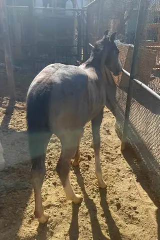Roan, Foal Roan for Sale in CA, photo 2 of 7