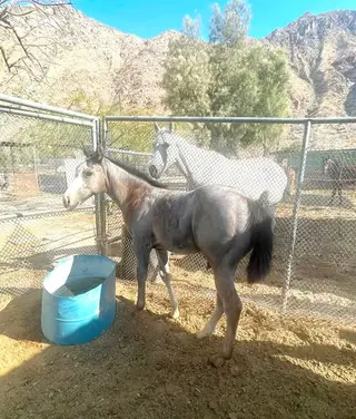Roan, Foal Roan for Sale in CA, photo 3 of 7