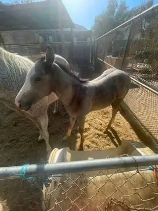 Roan, Foal Roan for Sale in CA, photo 4 of 7