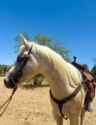 Roan, Foal Roan for Sale in CA, photo 5 of 7