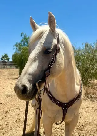 Roan, Foal Roan for Sale in CA, photo 6 of 7