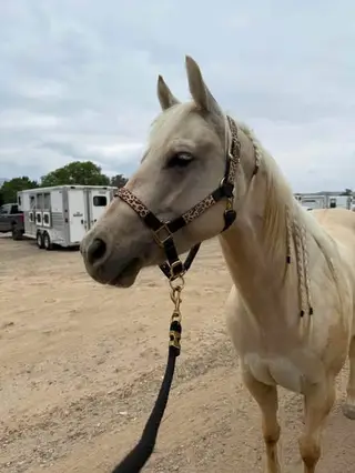 Roan, Foal Roan for Sale in CA, photo 7 of 7