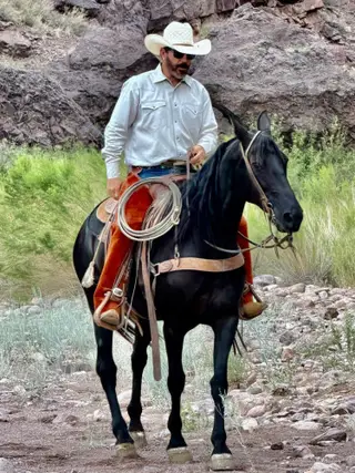Sadie, 7 Year Old Black Quarter Horse Mare for Sale in Magdalena, NM